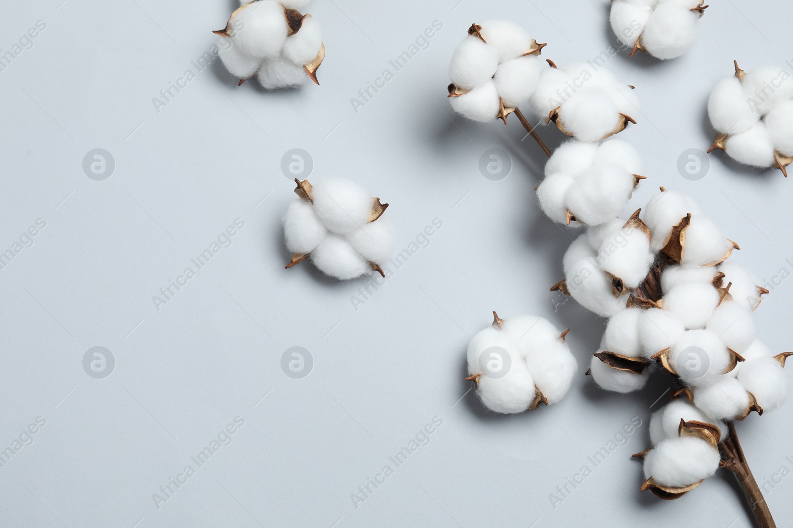 Photo of Beautiful cotton branch and fluffy flowers on light grey background, flat lay. Space for text