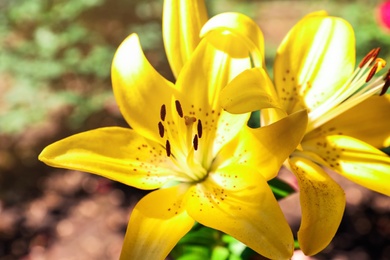 Beautiful blooming lily flowers in garden, closeup