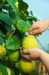 Photo of Woman picking ripe lemon from branch outdoors, closeup