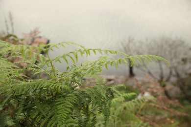 Beautiful green fern with lush leaves growing outdoors, closeup