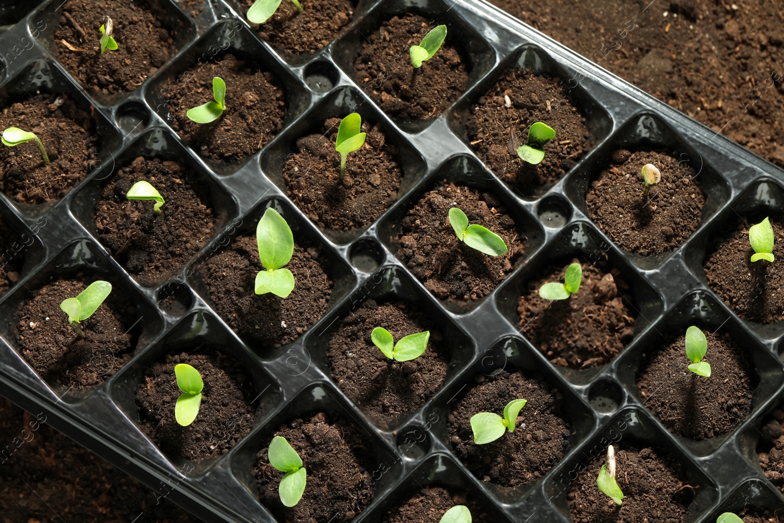 Photo of Seedling tray with young vegetable sprouts, top view