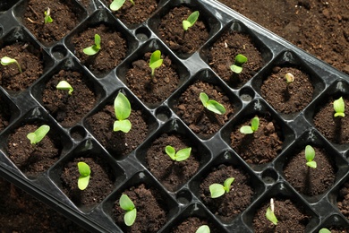 Seedling tray with young vegetable sprouts, top view