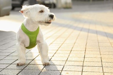 Photo of Adorable West Highland White Terrier dog on sidewalk outdoors. Space for text