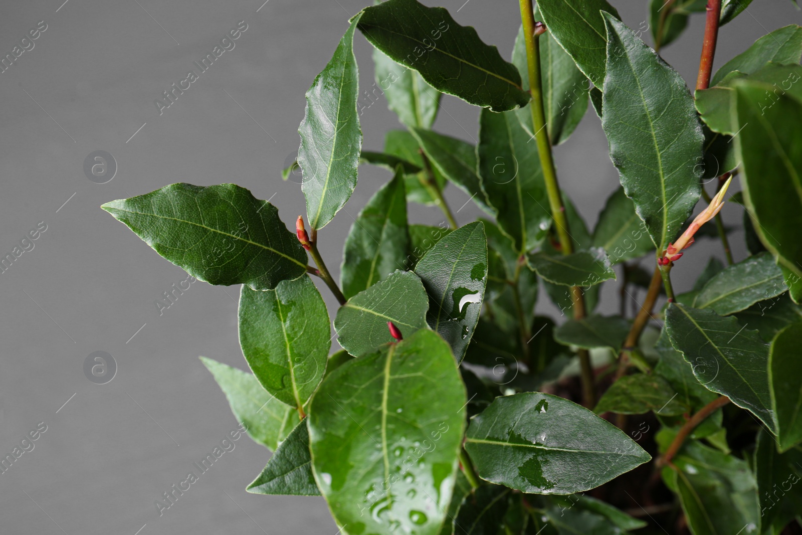 Photo of Bay tree with green leaves growing on grey background, closeup. Space for text