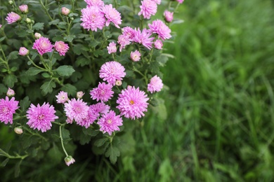 Photo of Beautiful blooming Chrysanthemum bush outdoors. Autumn flowers