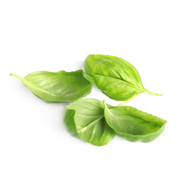 Fresh green basil leaves isolated on white