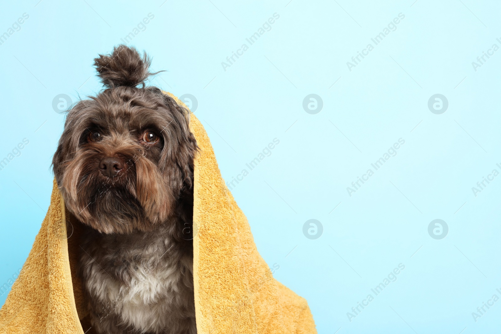 Photo of Cute Maltipoo dog with towel on light blue background, space for text. Lovely pet