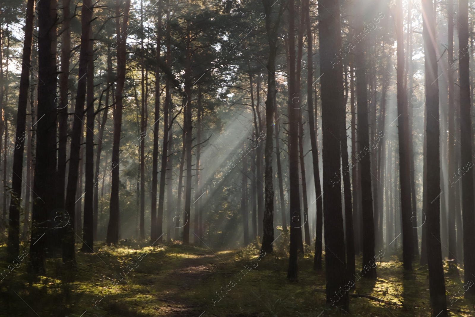 Photo of Majestic view of forest with sunbeams shining through trees in morning