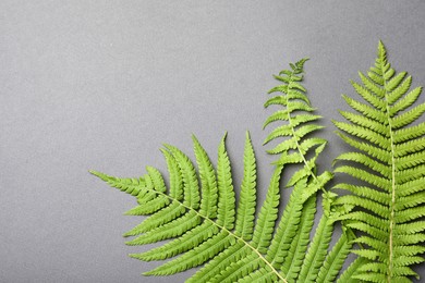 Beautiful tropical fern leaves on grey background, flat lay. Space for text