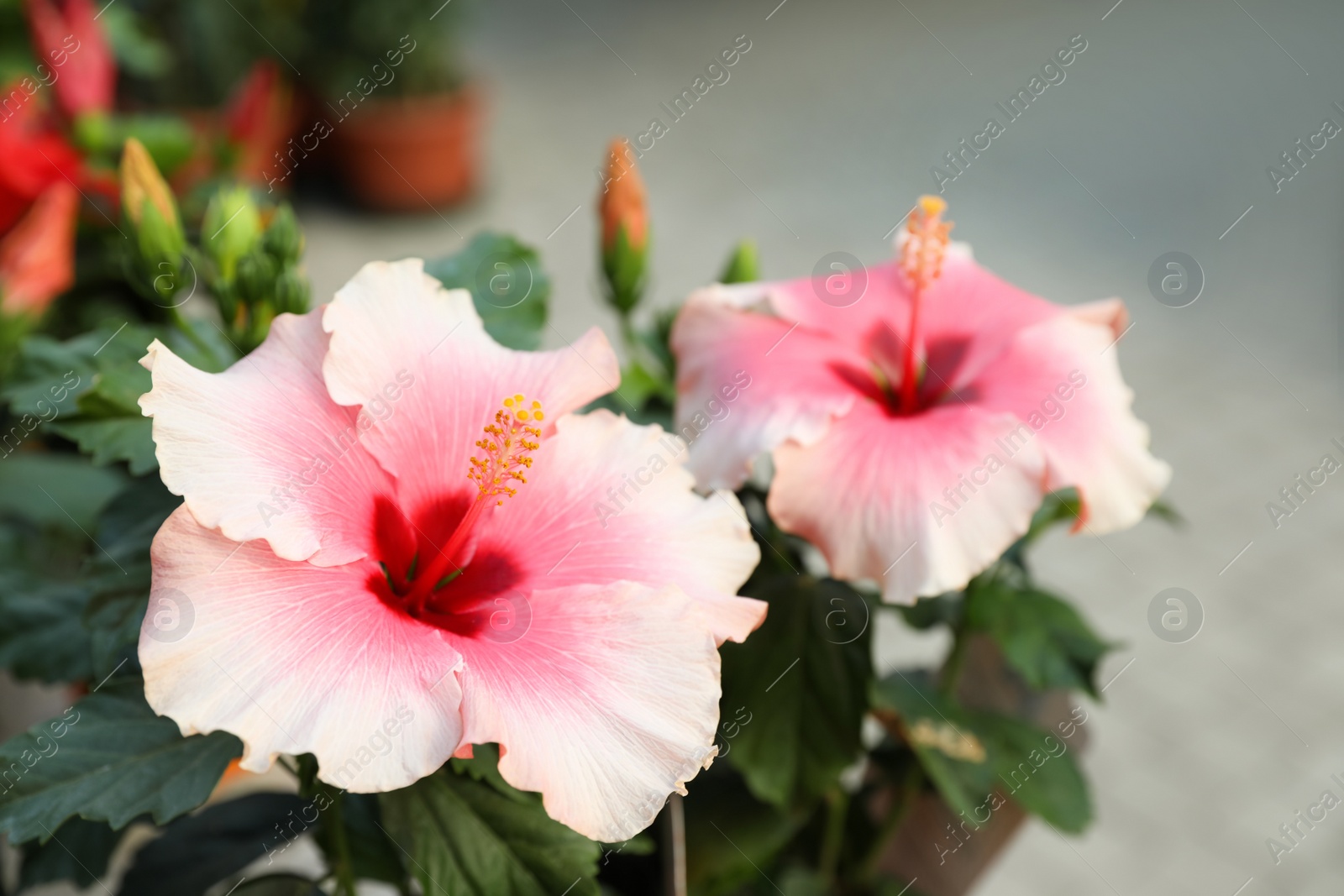 Photo of Hibiscus bush with beautiful pink flowers, closeup