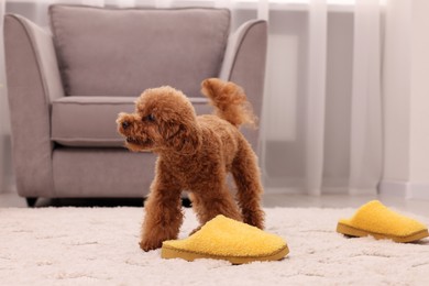 Cute Maltipoo dog near yellow slipper at home. Lovely pet