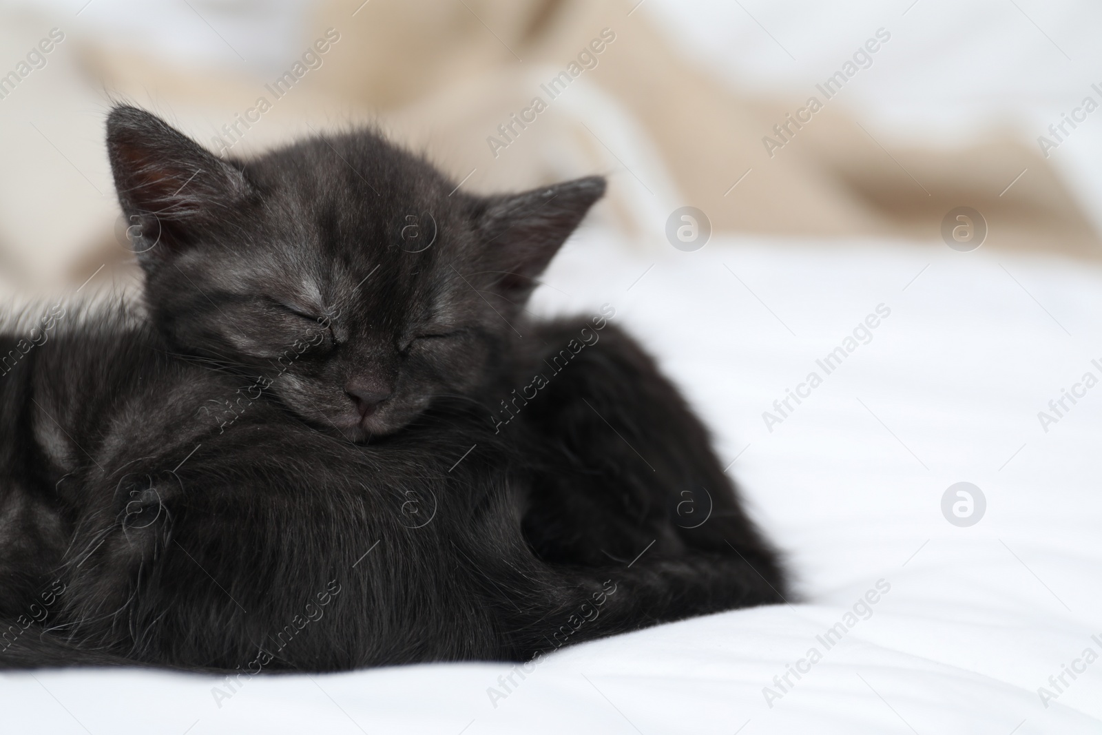 Photo of Cute fluffy kittens sleeping on bed indoors, space for text. Baby animals