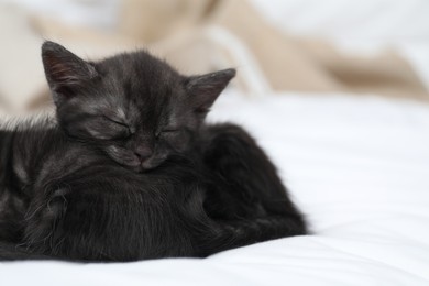 Photo of Cute fluffy kittens sleeping on bed indoors, space for text. Baby animals