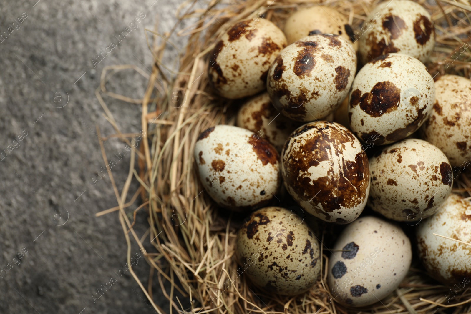 Photo of Nest with many speckled quail eggs on dark grey table, closeup. Space for text