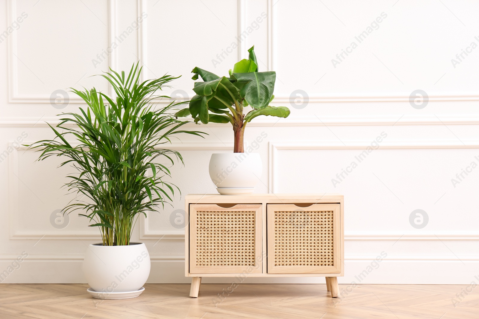 Photo of Different beautiful indoor plants and wooden commode near white wall in room. House decoration