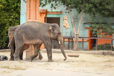 Photo of Beautiful elephants in zoo on sunny day. Exotic animals