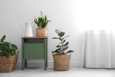 Different tropical plants in wicker pots near white wall at home