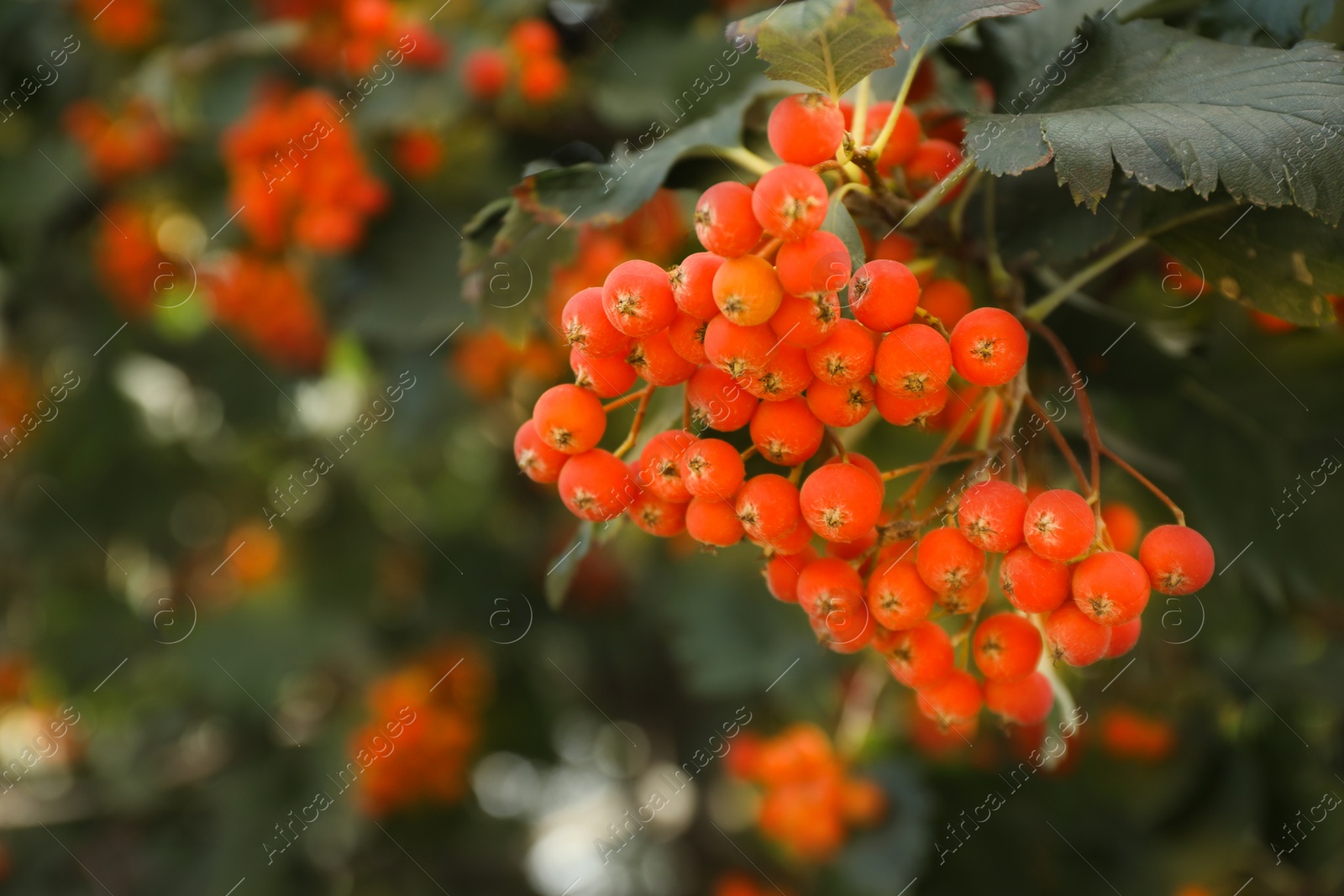 Photo of Rowan tree with many orange berries growing outdoors, closeup