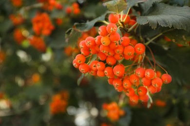 Photo of Rowan tree with many orange berries growing outdoors, closeup