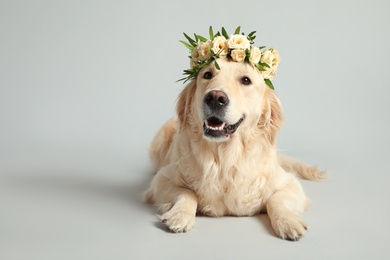 Photo of Adorable golden Retriever wearing wreath made of beautiful flowers on grey background