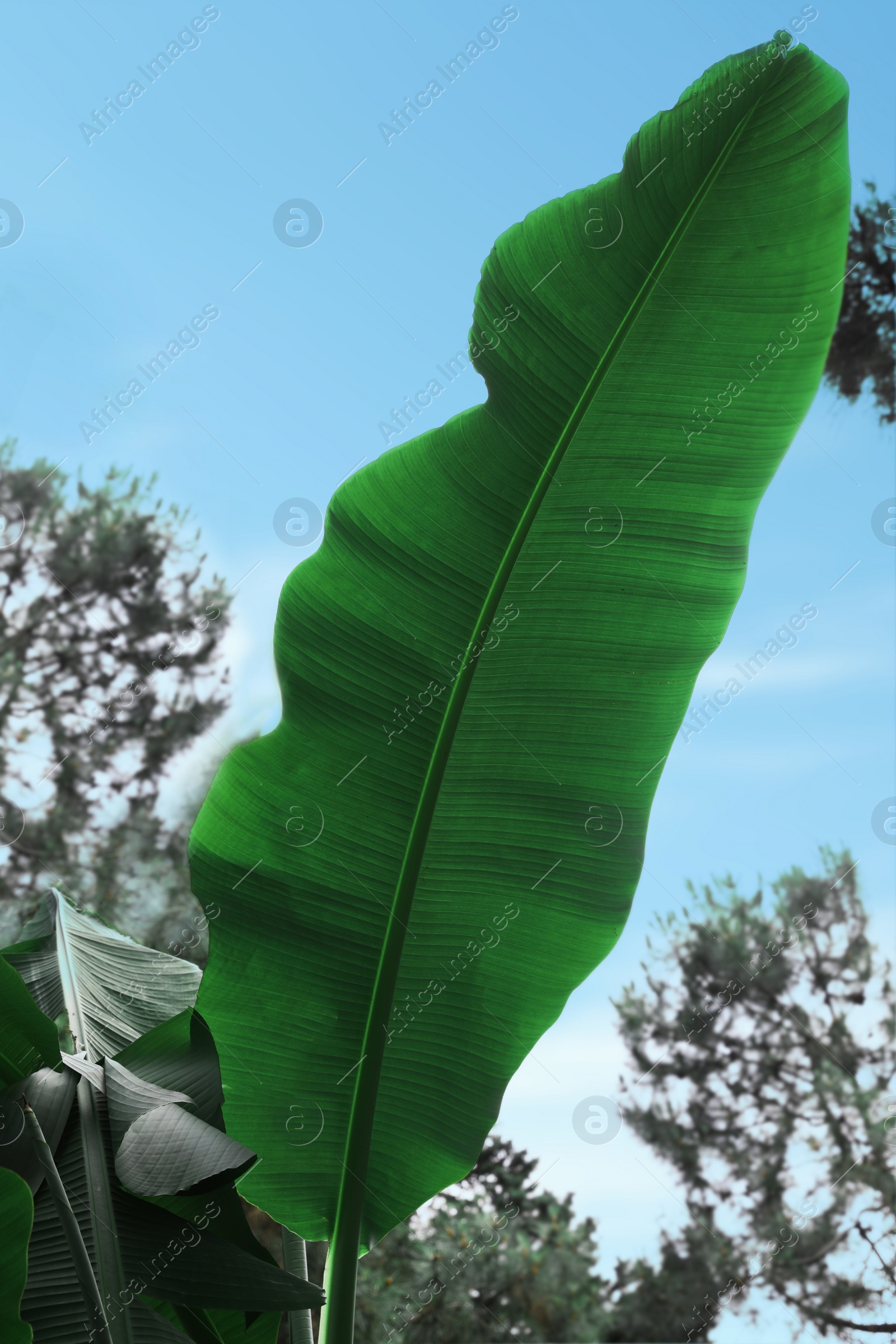 Photo of Beautiful green leaf of banana plant outdoors, closeup. Tropical vegetation