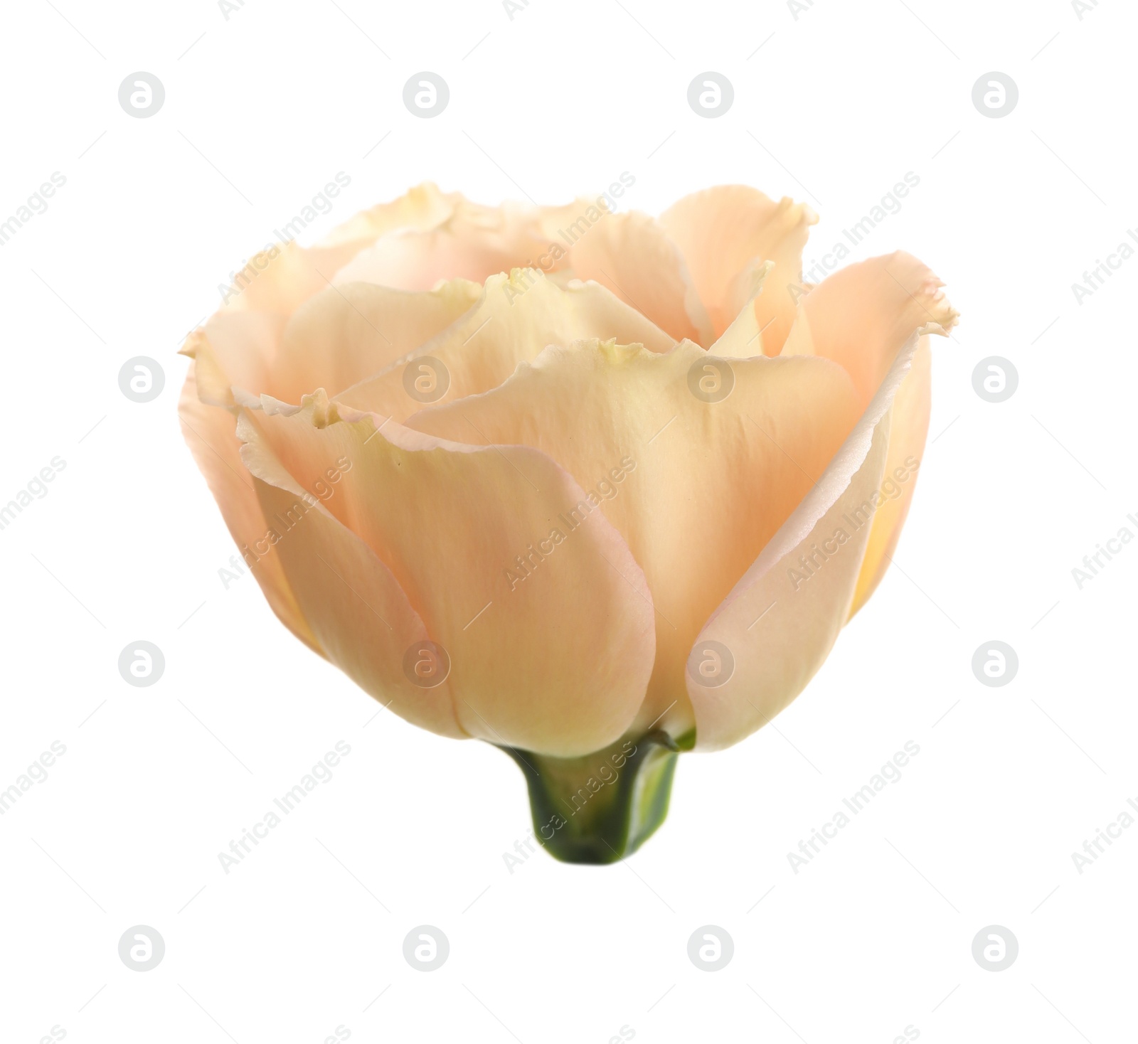 Photo of Beautiful fresh Eustoma flower on white background