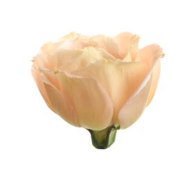 Photo of Beautiful fresh Eustoma flower on white background