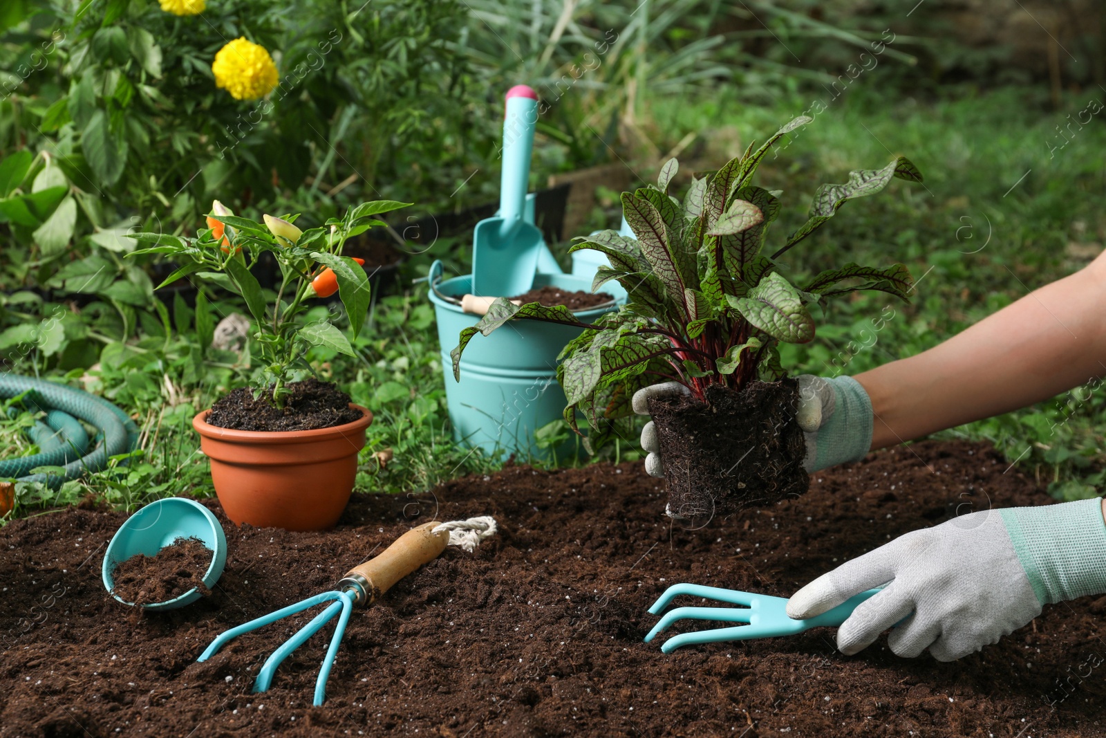 Photo of Woman transplanting plant into soil in garden, closeup