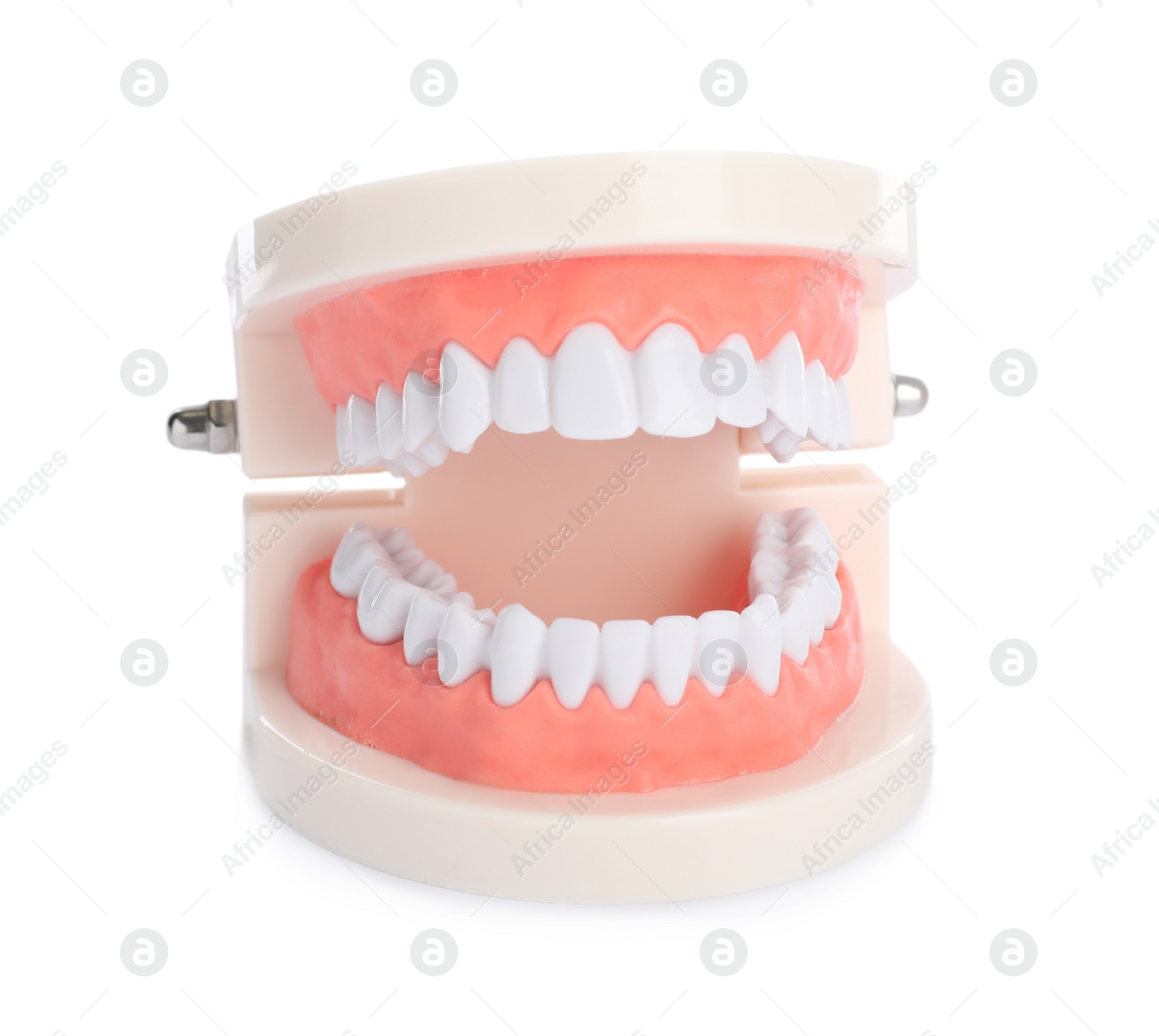 Photo of Educational dental typodont model isolated on white