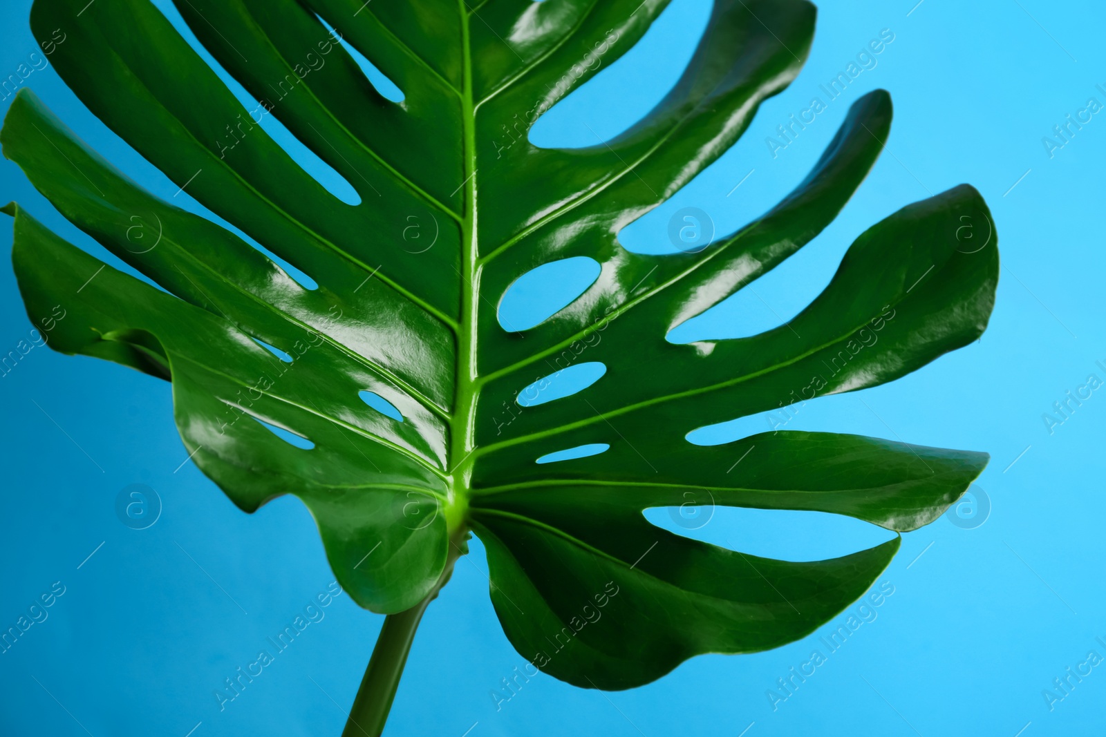 Photo of Beautiful monstera leaf on light blue background. Tropical plant