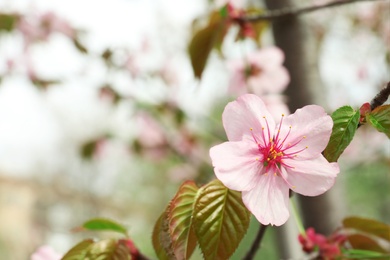Photo of Spring blossom on branch, closeup