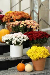 Photo of Many fresh chrysanthemum flowers in pots and pumpkins on stairs indoors