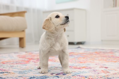 Photo of Cute little puppy on carpet indoors. Adorable pet