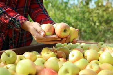 Photo of Woman with handful of apples above crate in garden, closeup