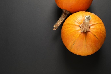 Fresh ripe pumpkins on black background, flat lay with space for text. Holiday decoration