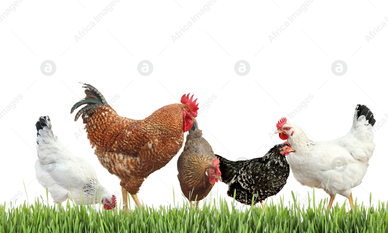 Image of Beautiful chickens on fresh green grass against white background
