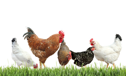 Beautiful chickens on fresh green grass against white background