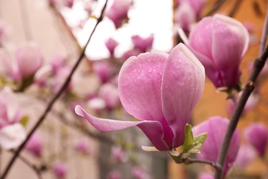 Beautiful magnolia tree with pink blossom outdoors, closeup. Spring season