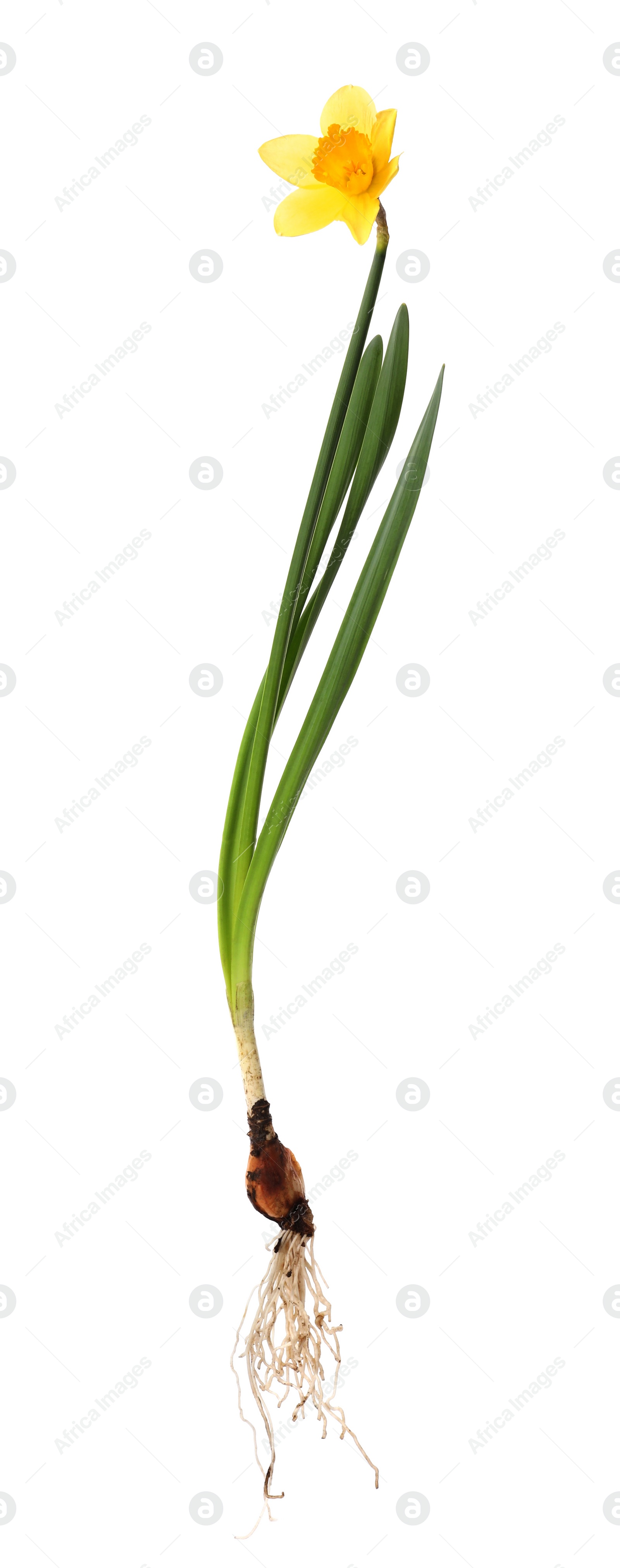 Photo of Blooming yellow daffodil with bulb isolated on white