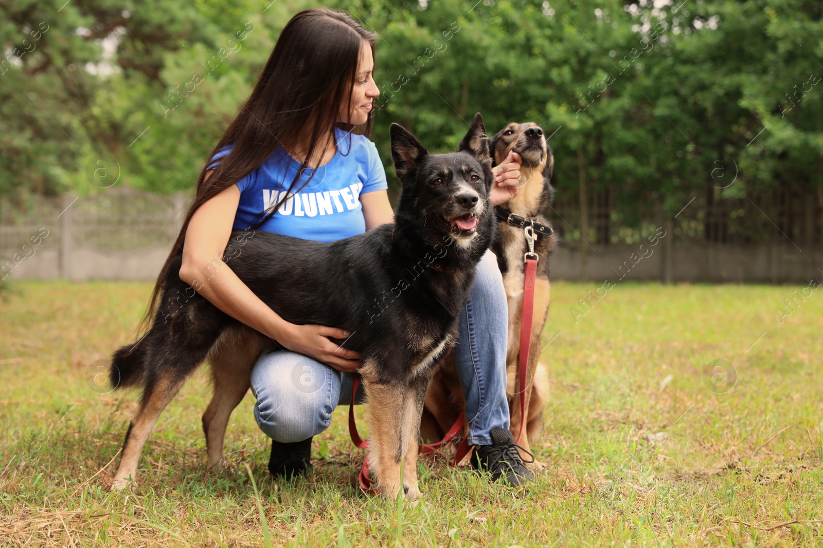 Photo of Female volunteer with homeless dogs at animal shelter outdoors