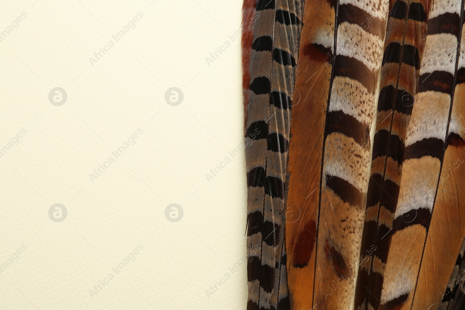 Photo of Many beautiful bird feathers on beige background, flat lay. Space for text