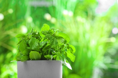 Green basil plant in pot on blurred background