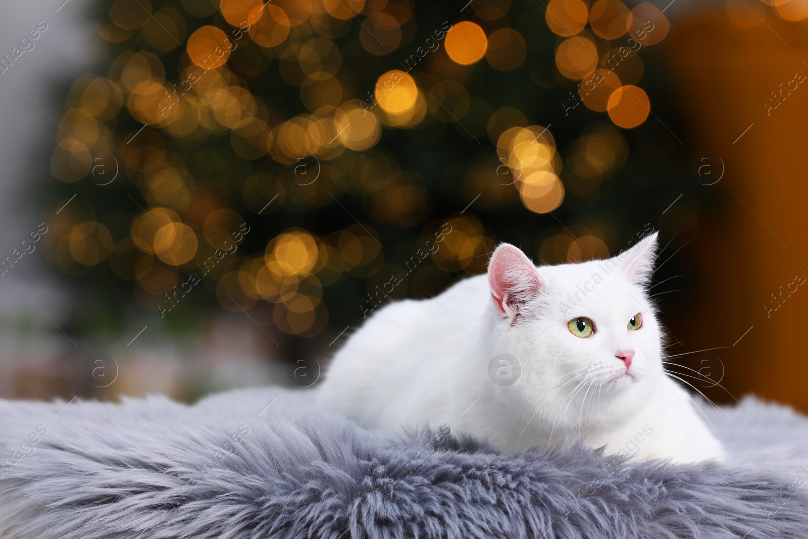 Photo of Christmas atmosphere. Cute cat lying on fur rug in cosy room. Space for text