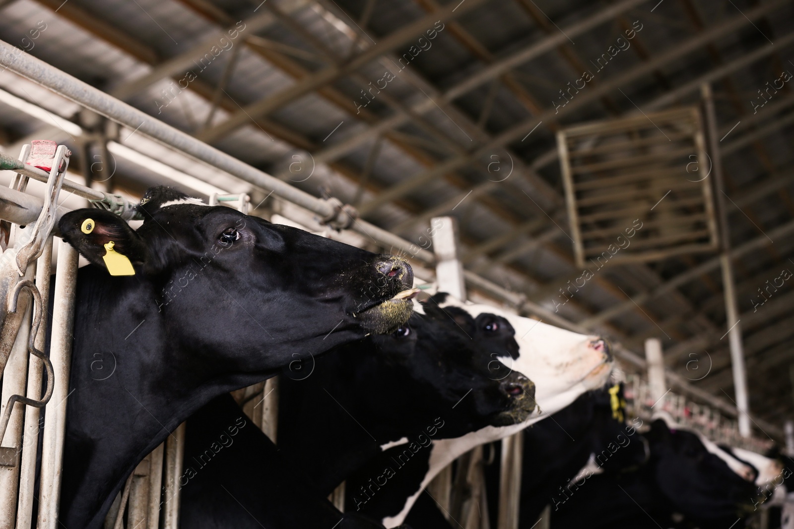 Photo of Pretty cows near fence on farm, closeup. Animal husbandry