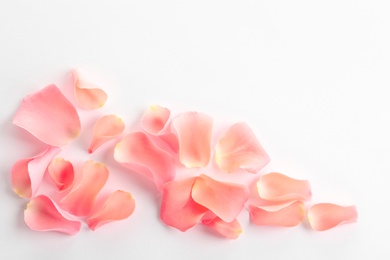 Photo of Beautiful rose petals on white background