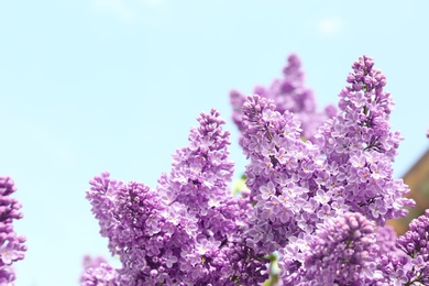 Blossoming lilac on sunny spring day