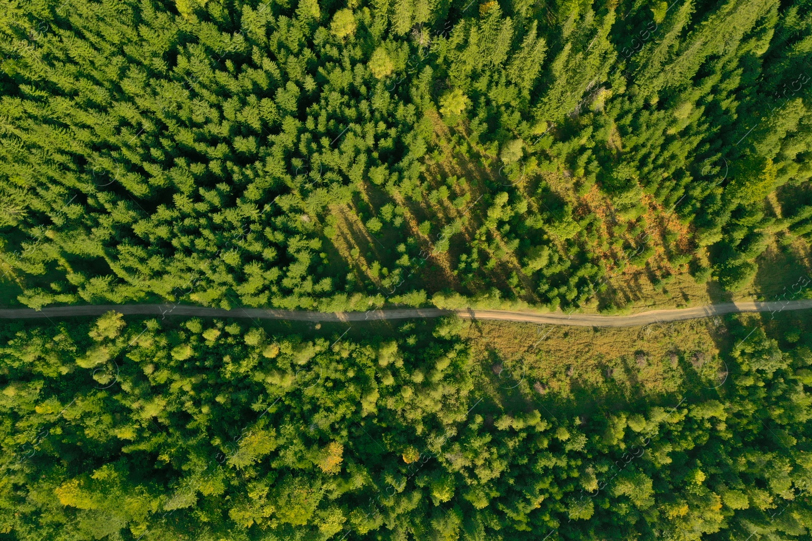 Photo of Aerial view of dirt road among green trees. Drone photography