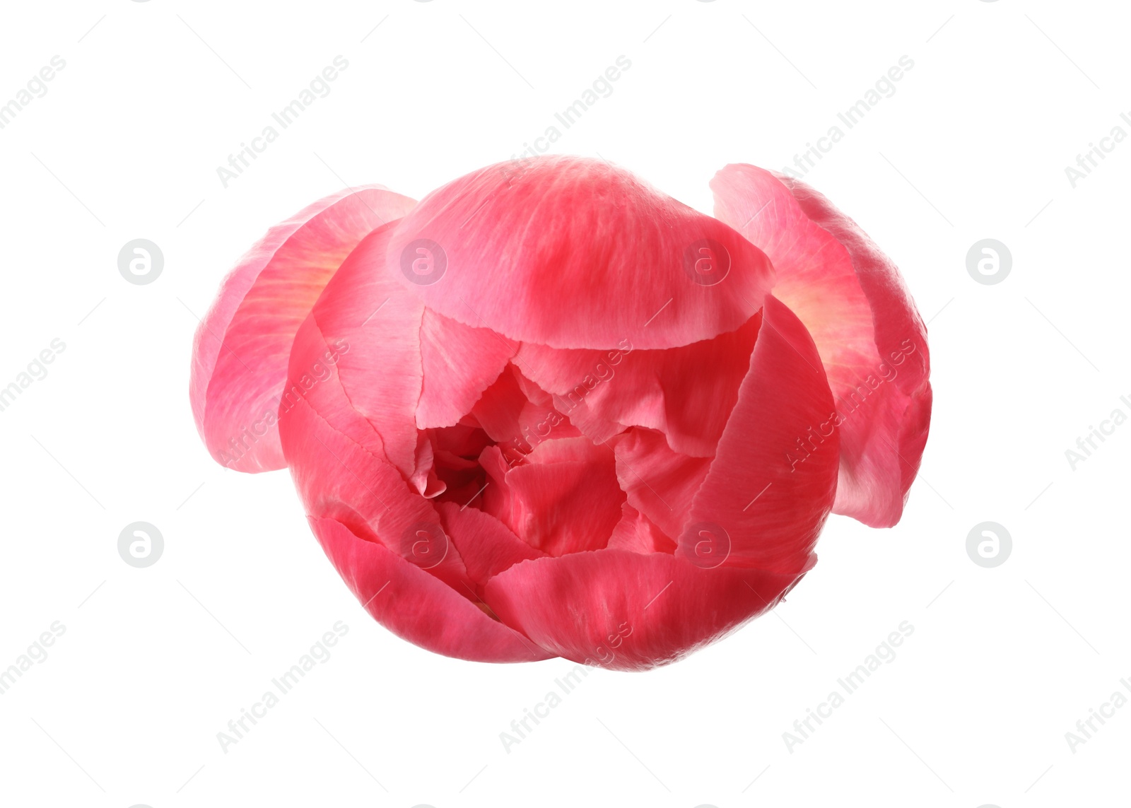 Photo of Beautiful pink peony bud isolated on white