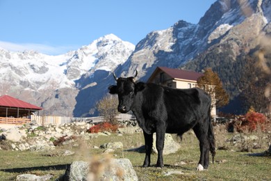 Beautiful view of cow in mountains on sunny day