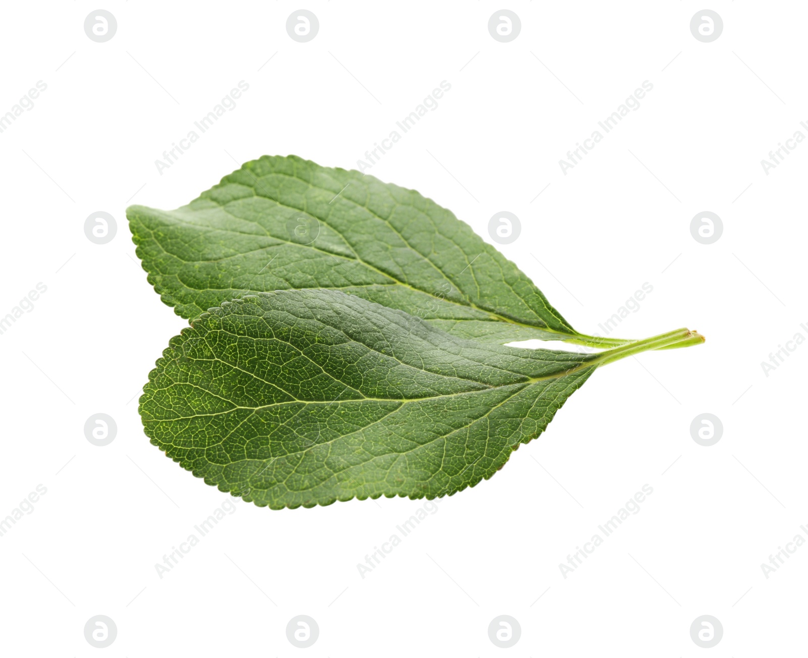 Photo of Fresh green plum leaves isolated on white